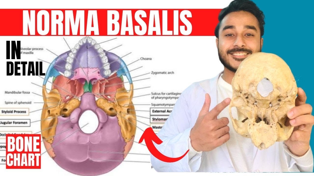 norma basalis anatomy 3d | anatomy of norma basalis of skull anatomy