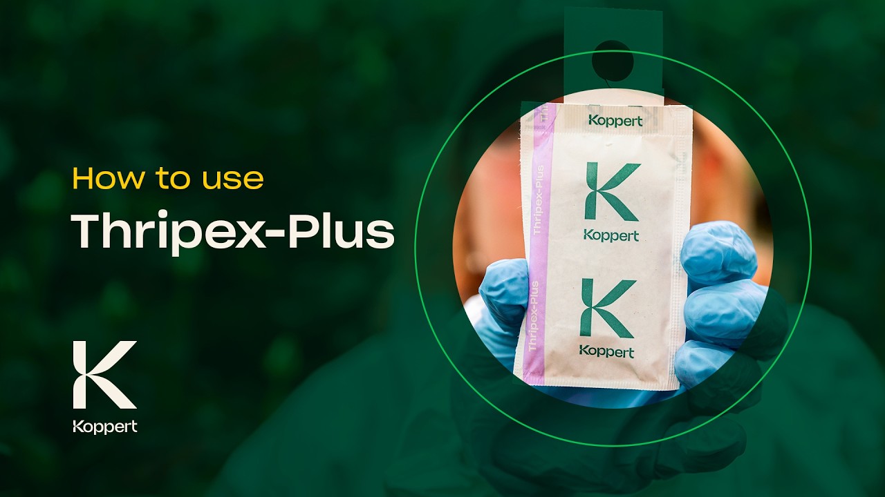 How to Use Thripex-Plus - Predatory Mites (Neoseiulus cucumeris) - Thrips Control