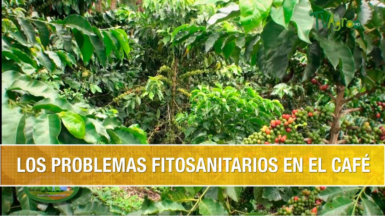 Los Problemas Fitosanitarios en el Cafe - TvAgro por Juan Gonzalo Angel Restrepo