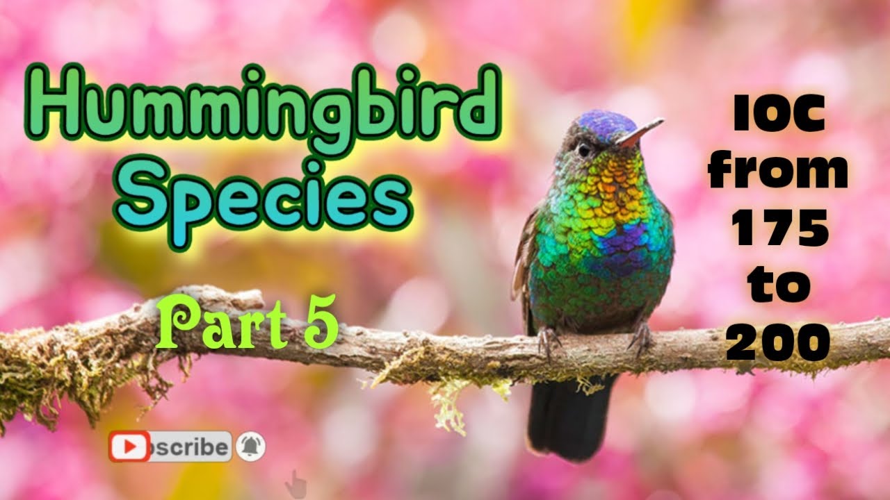 Hummingbird  4K | PART 5