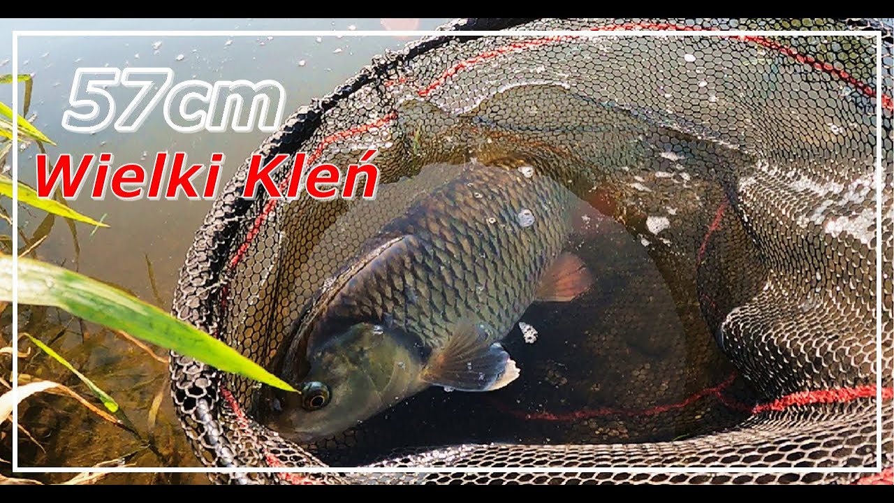 Kleń na Spinning | Wisła Wie Lepiej co ma brać...
