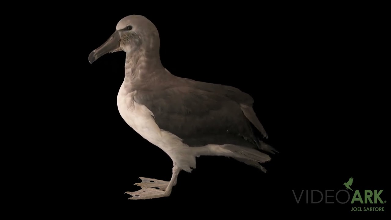 A Salvin&rsquo;s albatross (Thalassarche salvini) at Parque de las Leyendas in Lima, Peru.