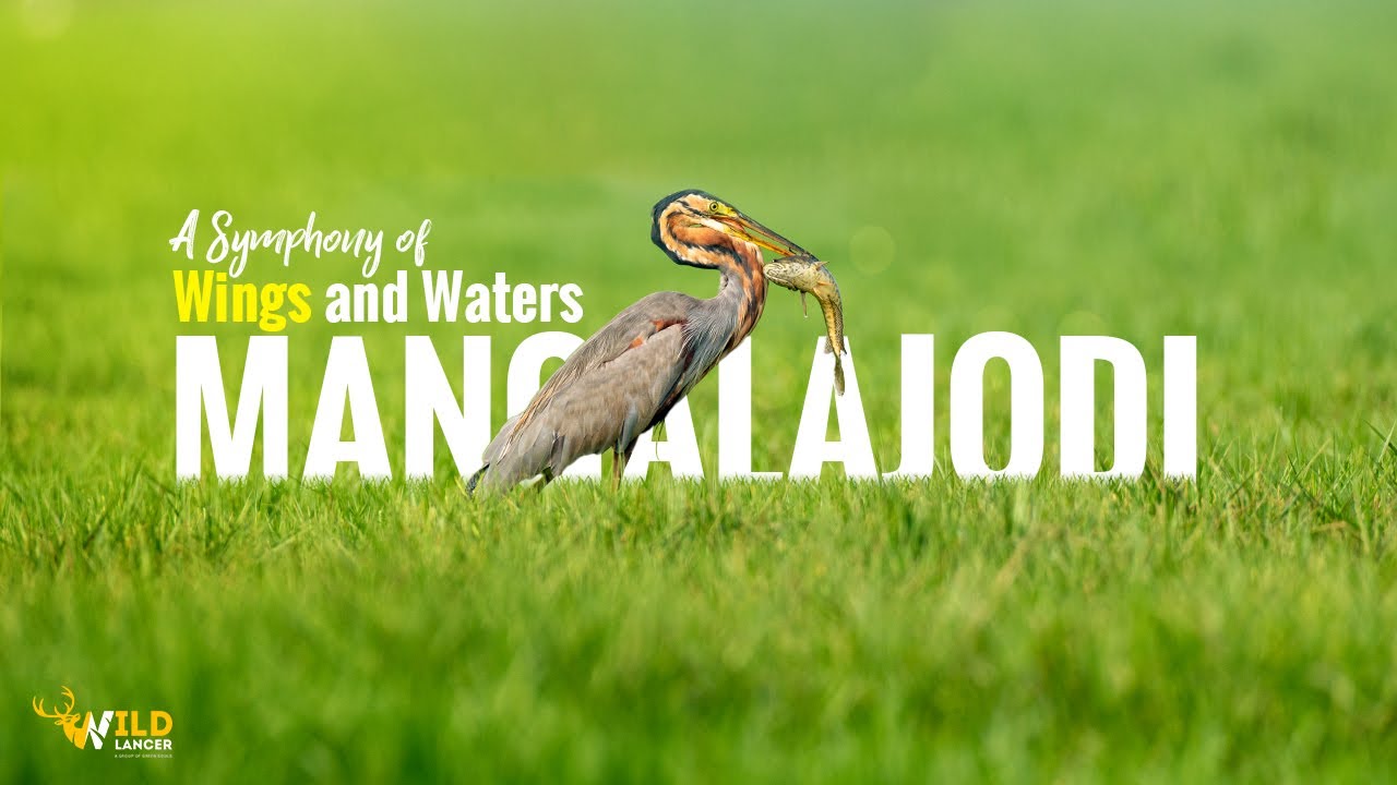 Mangalajodi:  A Birdwatcher’s Paradise | Wildlife Photography India | OTDC Tourism
