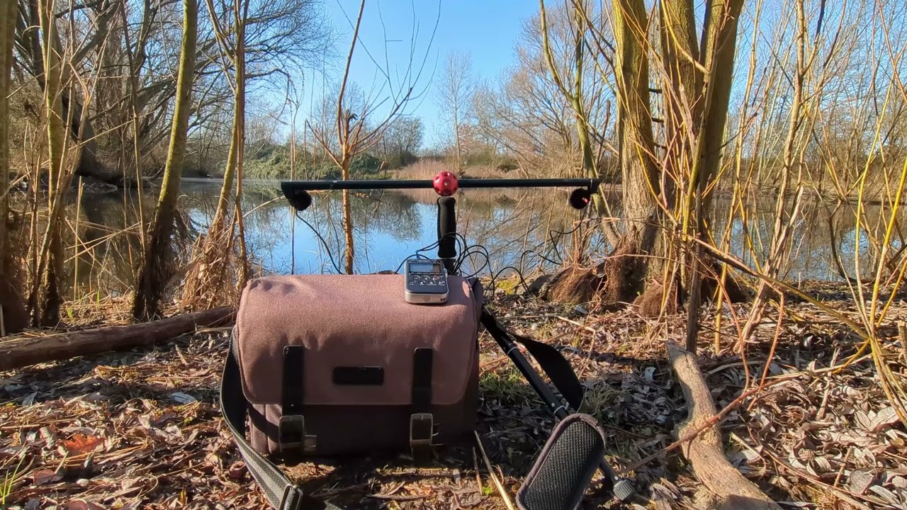 Field recording urban swamp with lots of birds and city noise