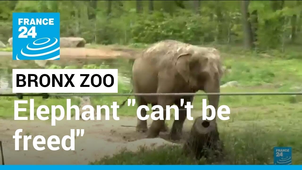 Bronx zoo elephant ruling: State court orders elephant can't be freed, must stay • FRANCE 24