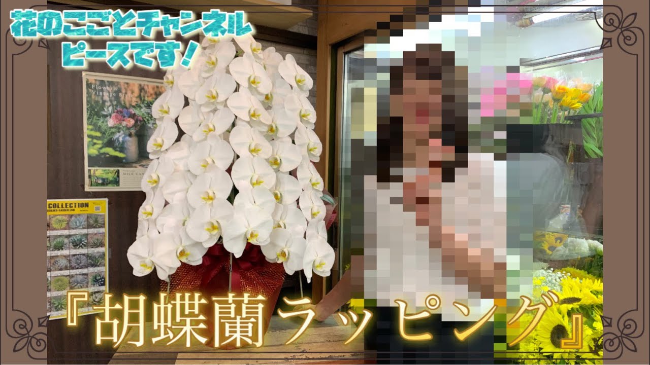 【花のラッピング】店長が出演！胡蝶蘭のラッピングはこうします！#538