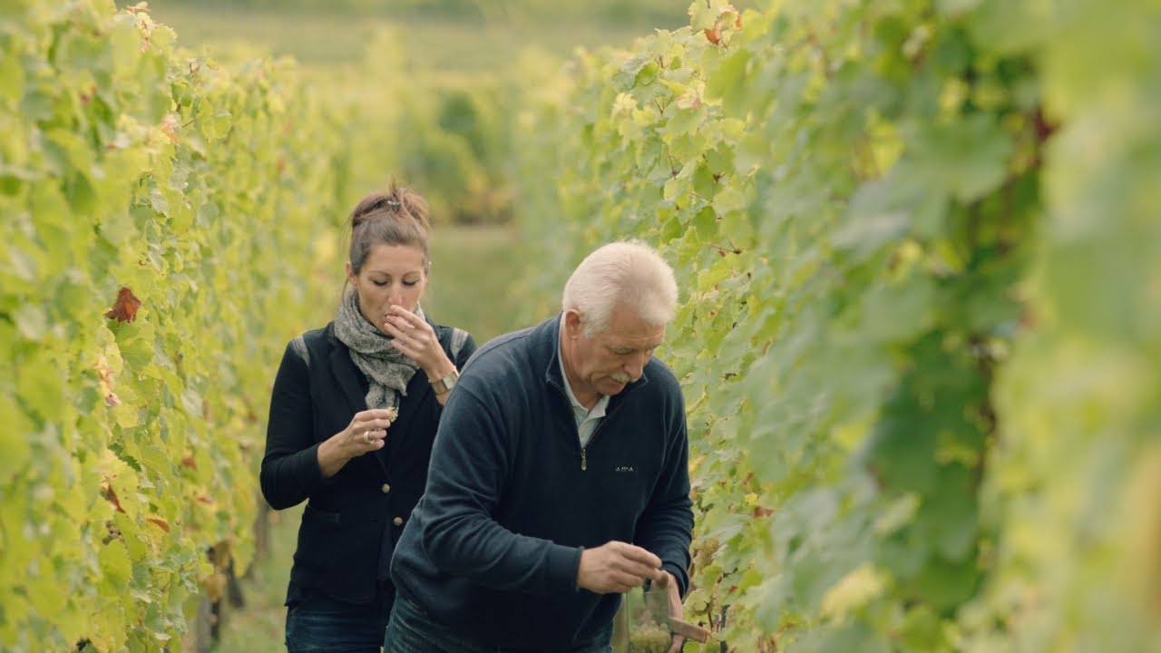 Preview: WineMasters France, Alsace (S1E5)