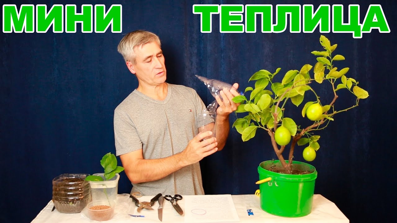 Бесплатная мини тепличка для черенков. Размножаем лимон черенками. Полезные советы