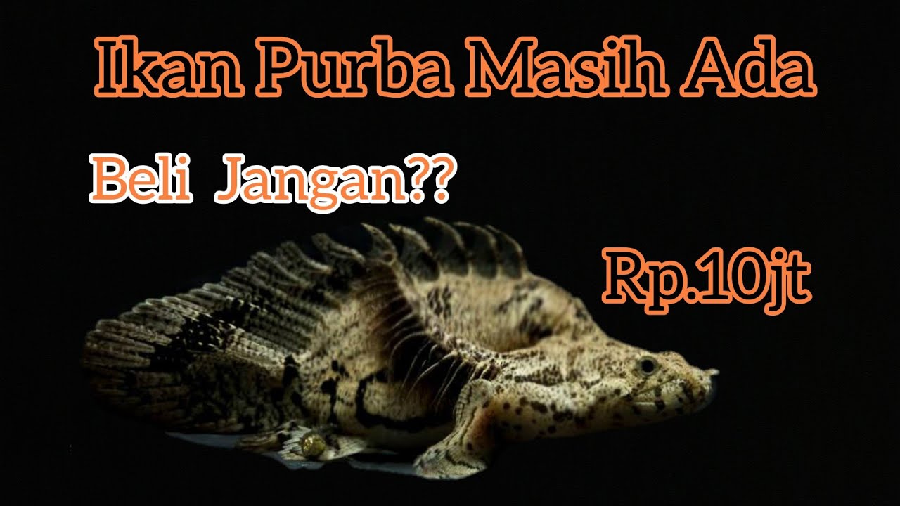 IKAN PURBA - NAGA PASIR #polypterus #endlicheri
