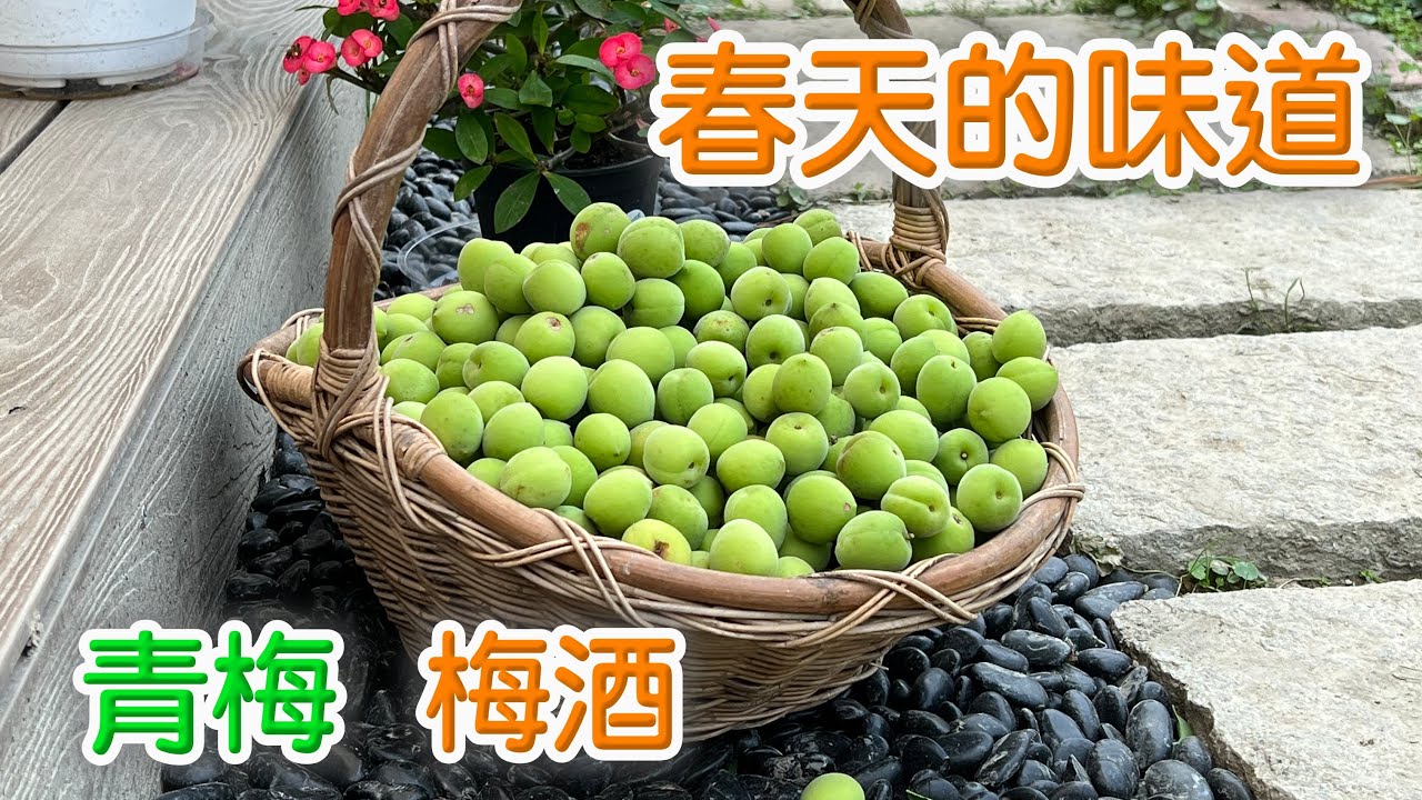 青梅｜梅酒_何爺的園藝生活（16）