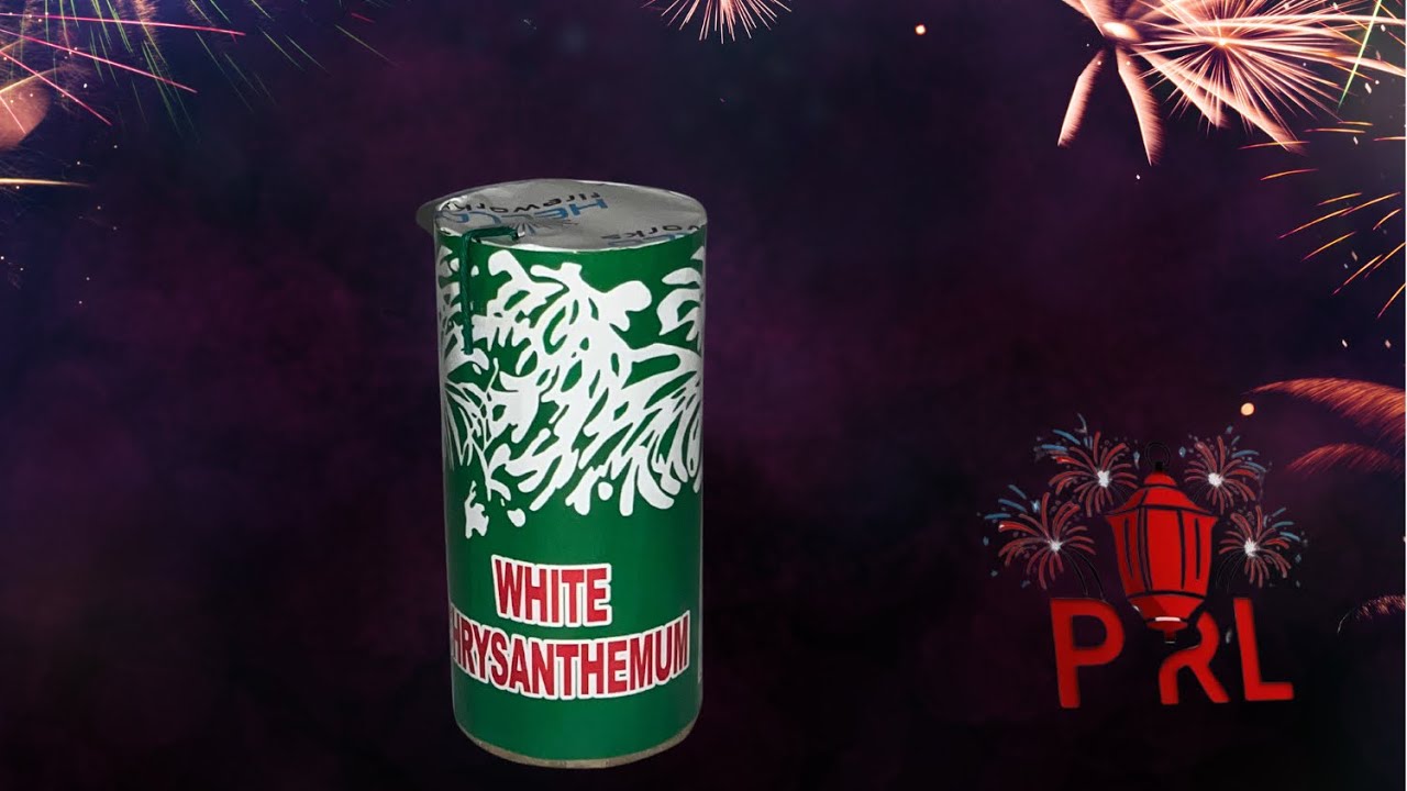 White  Chrysanthemum  - Hello Fireworks