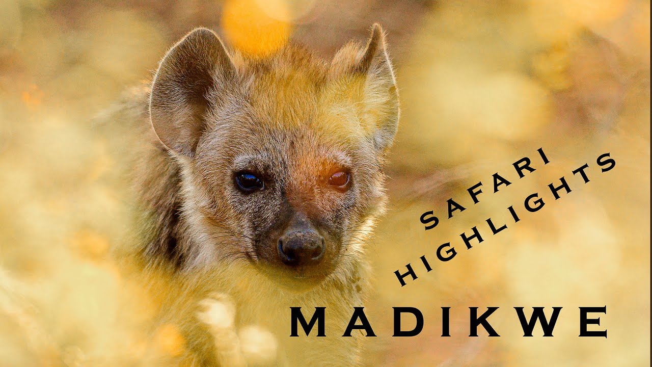 Magical Madikwe South Africa II Safari Highlights 2025