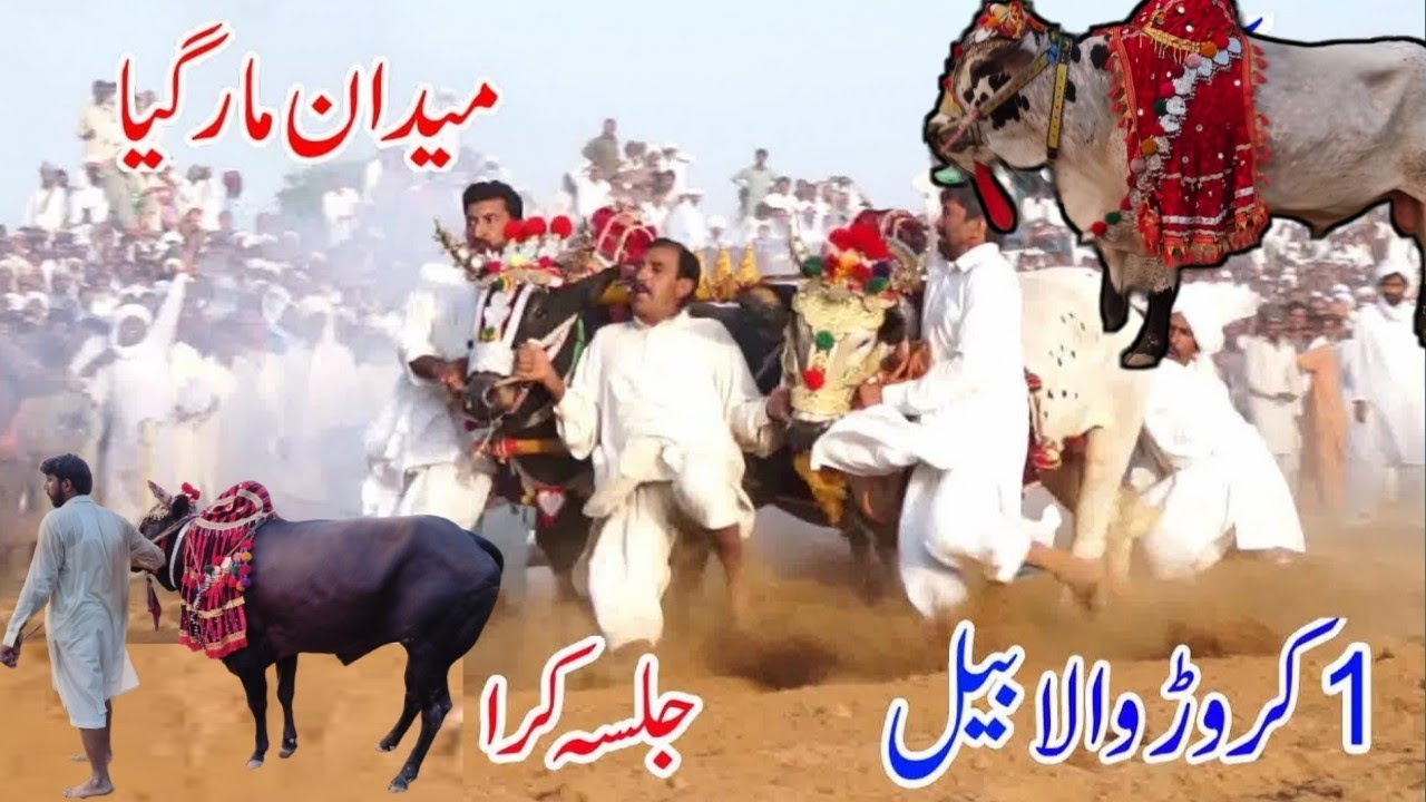 Jalsa karah talagang | Bailo ka jalsa | Bull race | Dand gernail aik crore wala