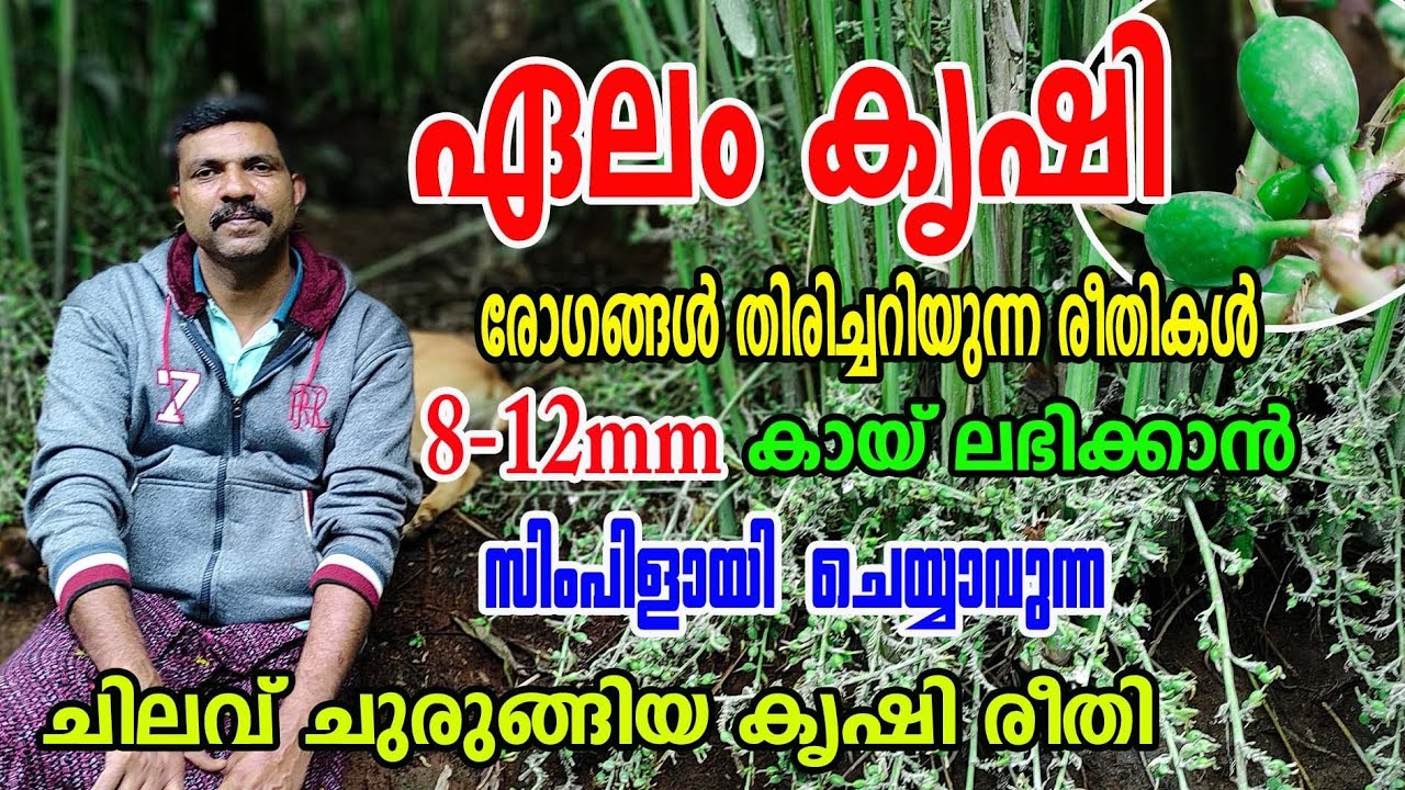 ഏല൦ കൃഷി | രോഗങ്ങളെ തിരിച്ചറിയാതെ ഈ തെറ്റുകൾ ചെയ്യരുത് |  Njaanoru malayali