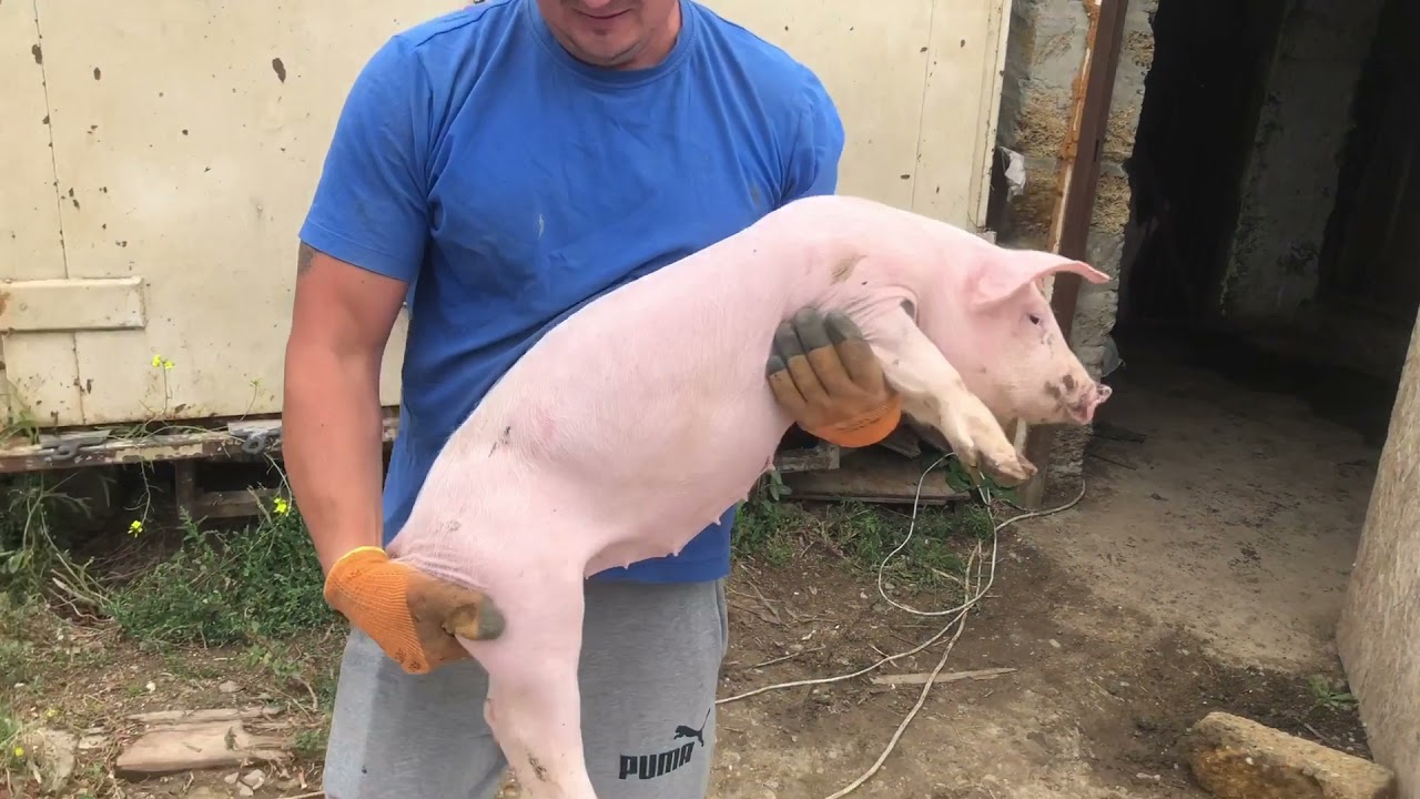 Вес F1 в два месяца!!! 29,5кг