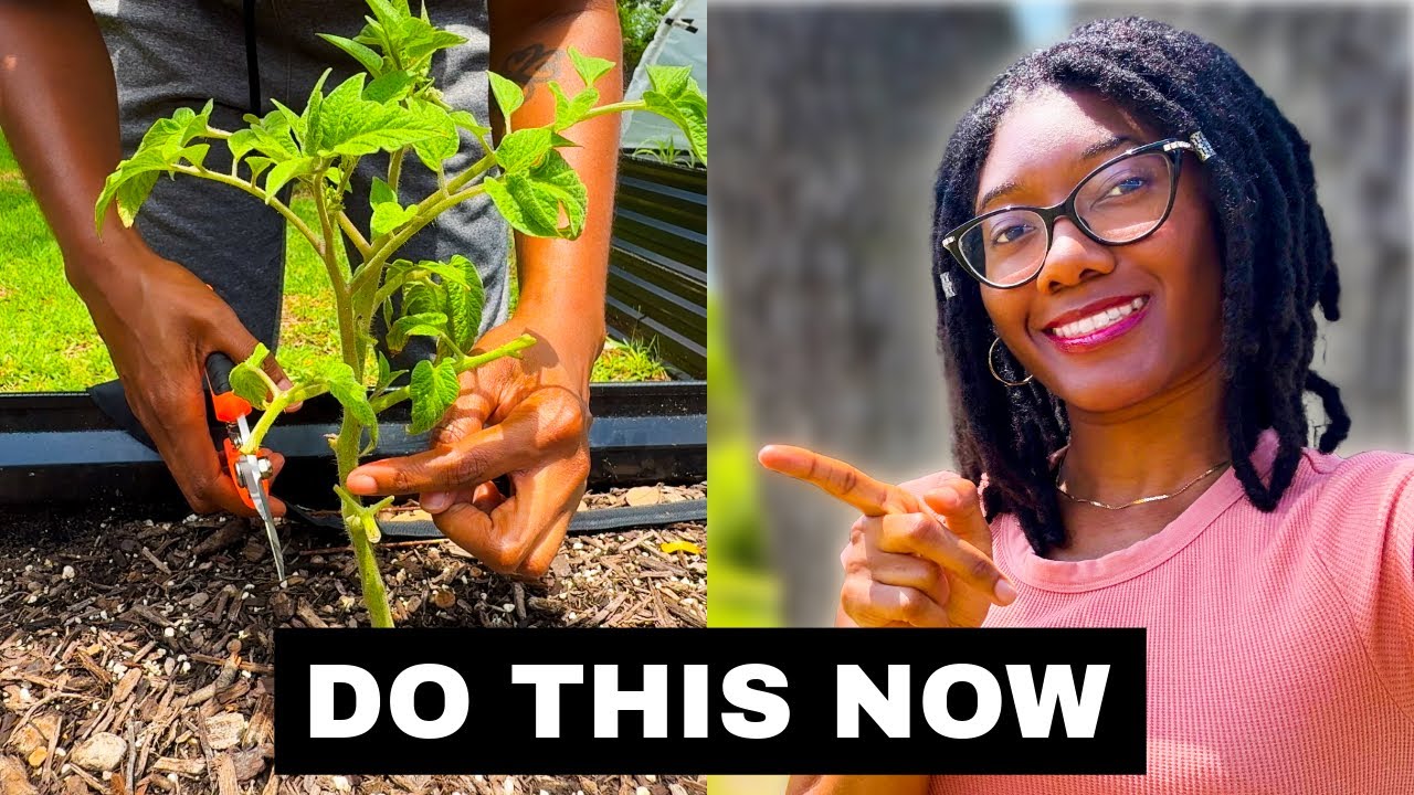 The Secret to Growing Big Brandywine Tomatoes (BEFORE Harvest!)