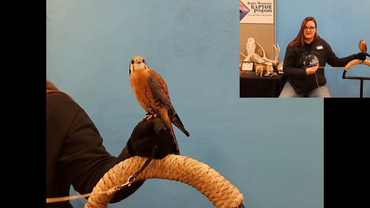 Raptor Behavior
