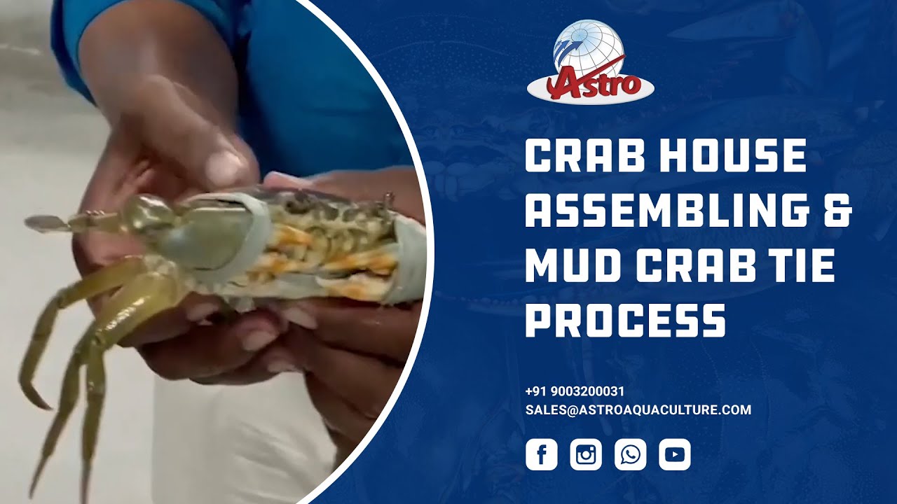 Crab House Assembling & Mud Crab Tie Process