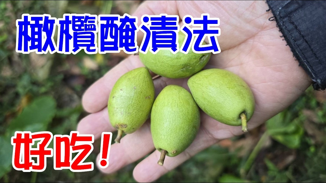 [DIY達人#477] 橄欖醃漬法.....真好吃!.....{登山步道撿到的橄欖}