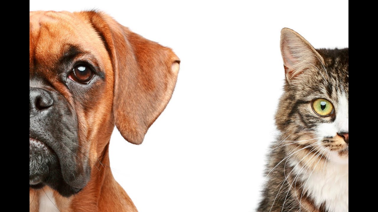 Respeto y responsabilidad por los animales - HogarTv producido por Juan Gonzalo Angel