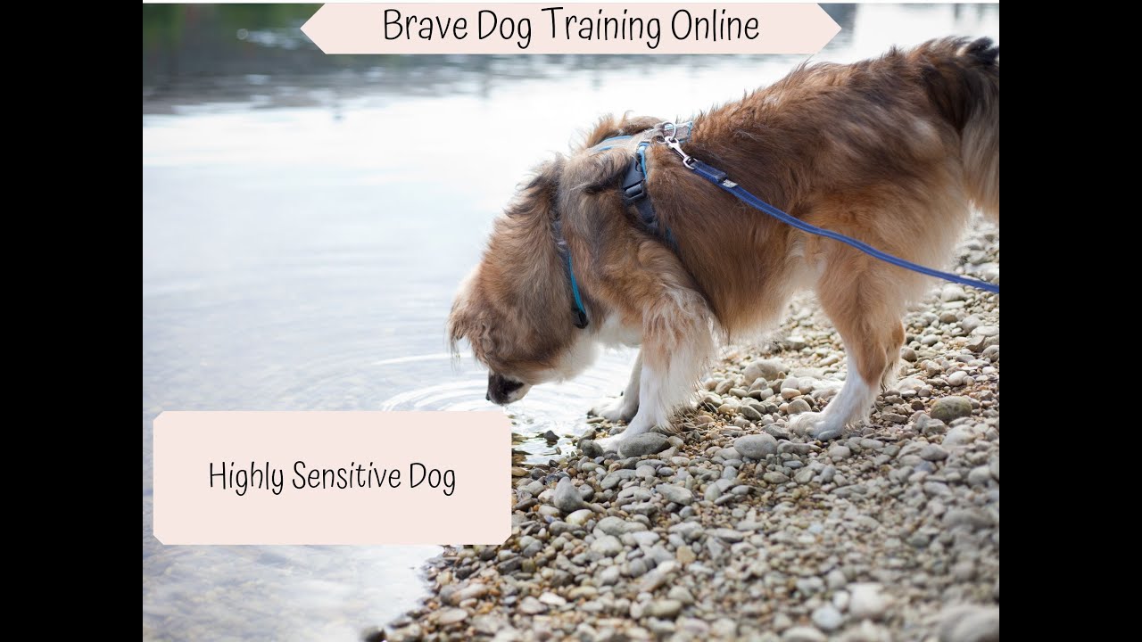 Highly Sensitive Dog