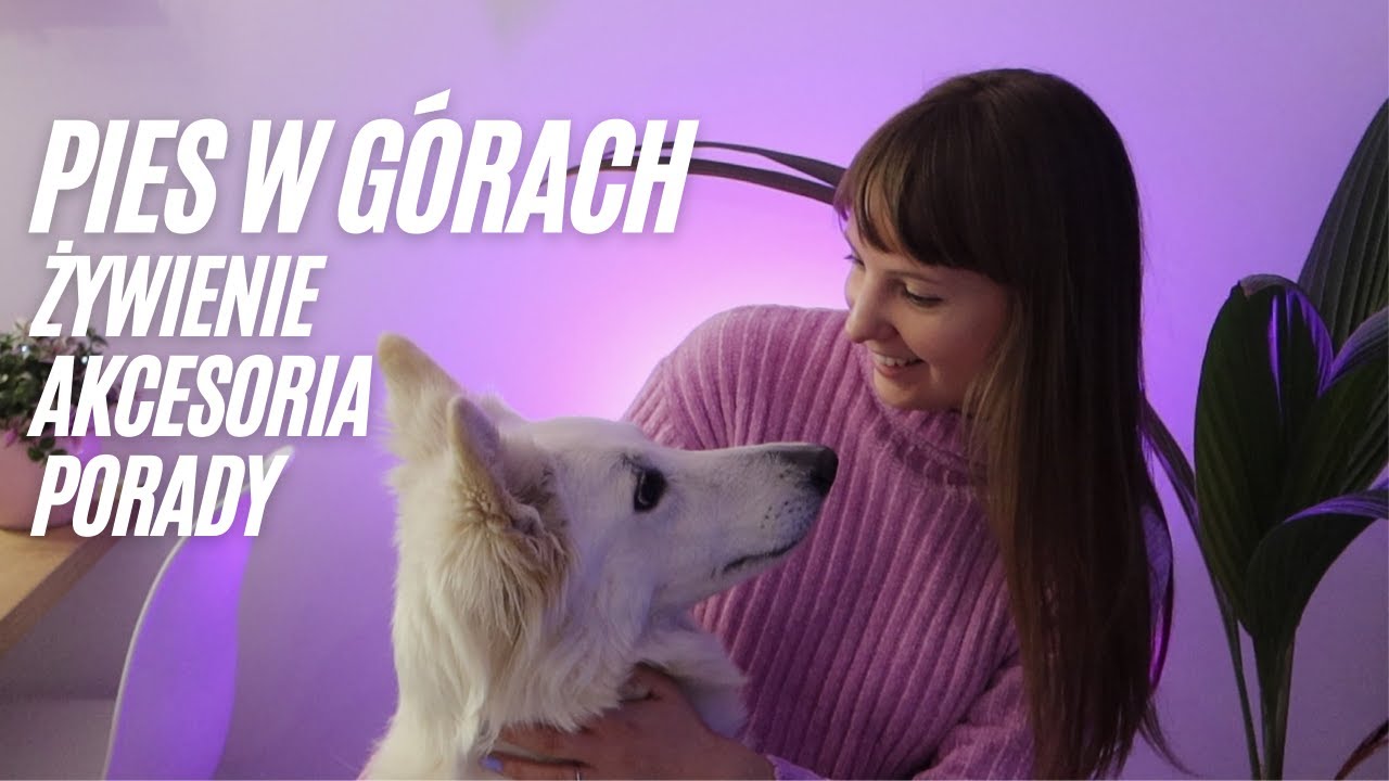 WYCIECZKA W GÓRY Z PSEM - Jak się przygotować? ŻYWIENIE, AKCESORIA, PORADY