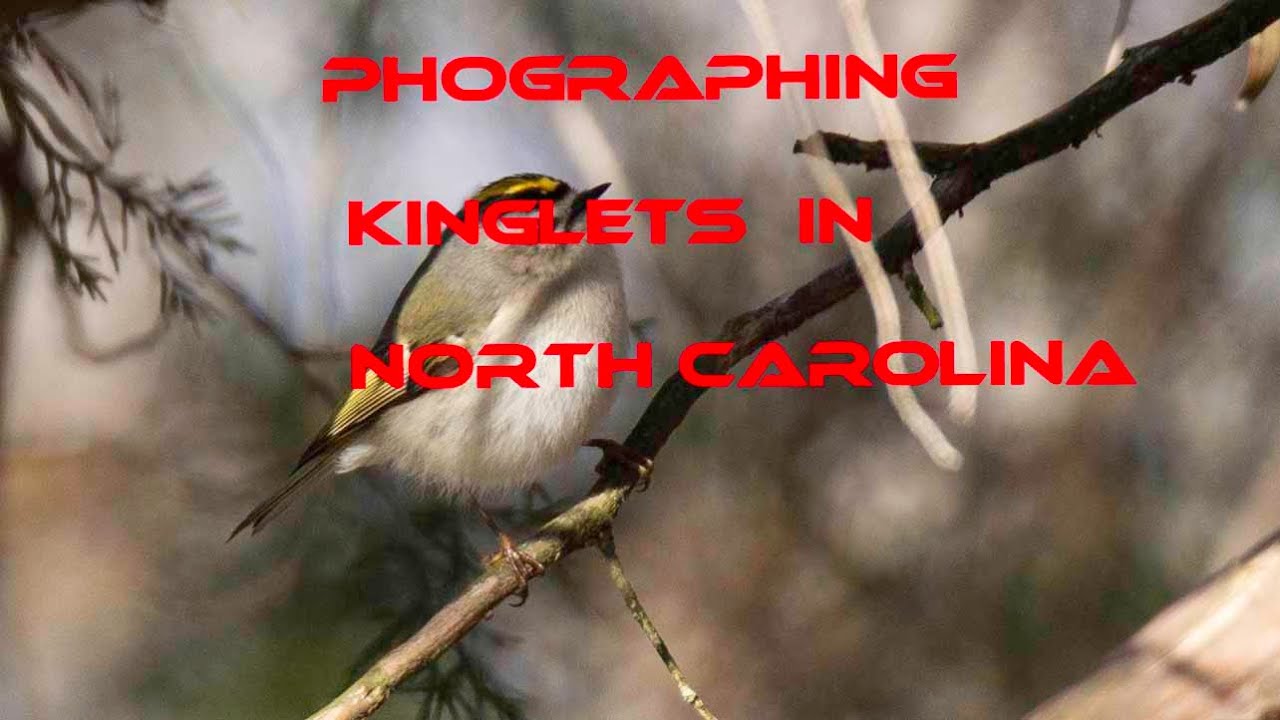 Photographing the kinglets in North Carolina