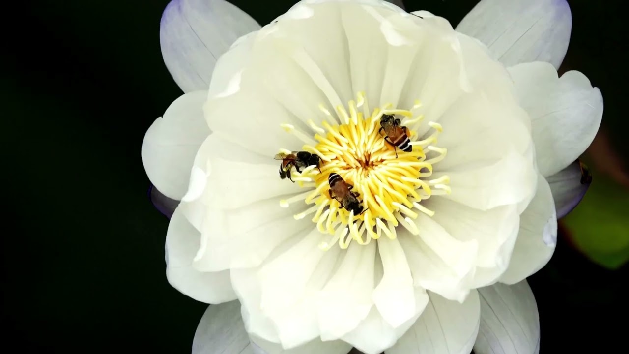 Beautiful butterflies  4K HD  (Bir birindən gözəl kəpənəklər)