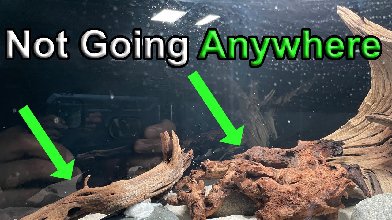 Secure Your Driftwood: Easy Super Glue & Cotton Hack!