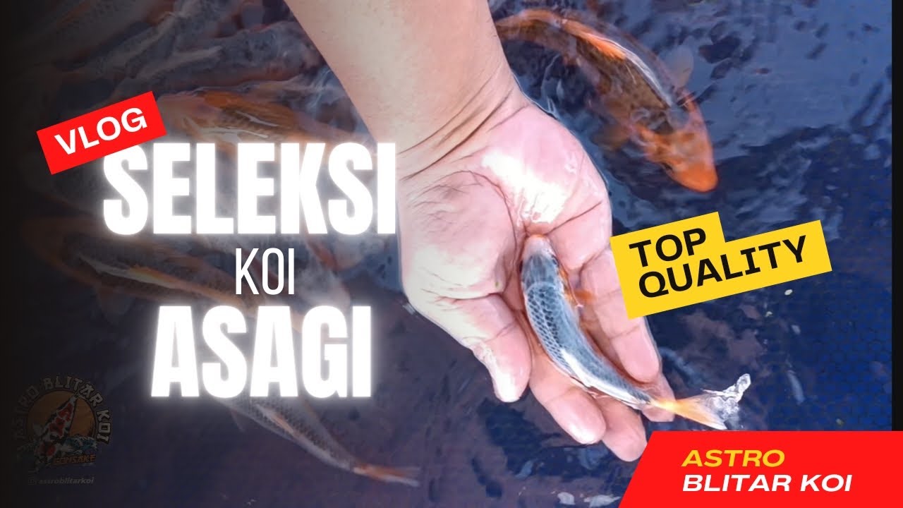 SELEKSI IKAN KOI ASAGI TOP QUALITY 😍