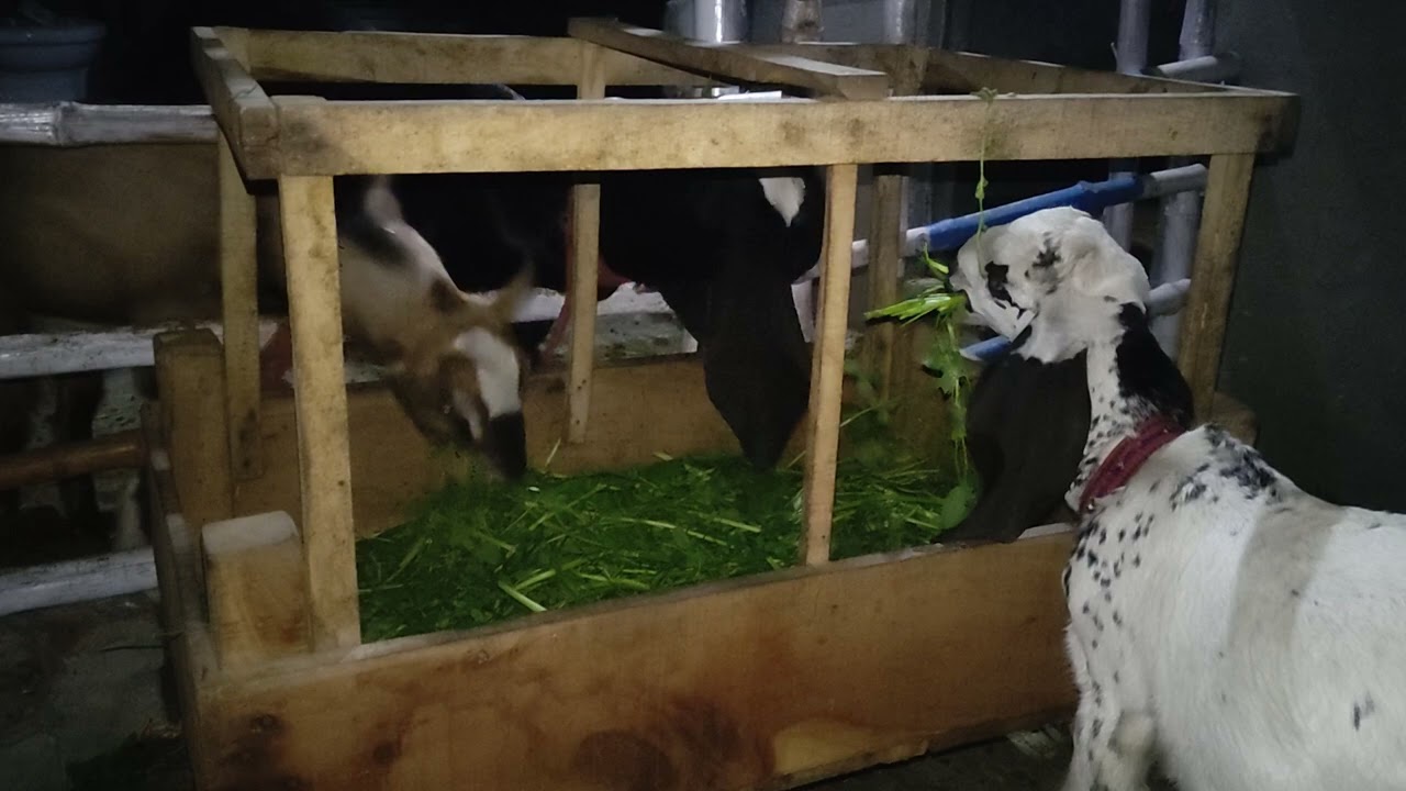 Beetal and Teddy Goats 
