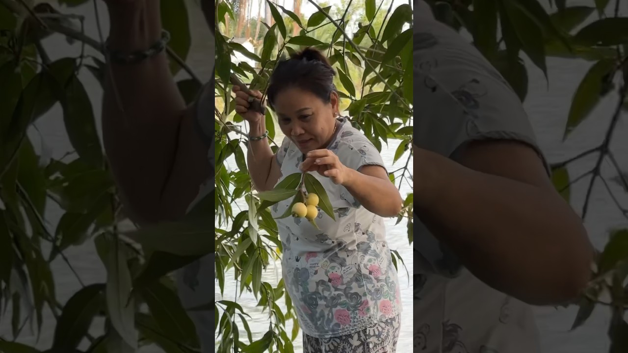 We harvesting rose apples until this happened&hellip; 🏊&zwj;♀️ #roseapple #harvest #urbangarden #shorts