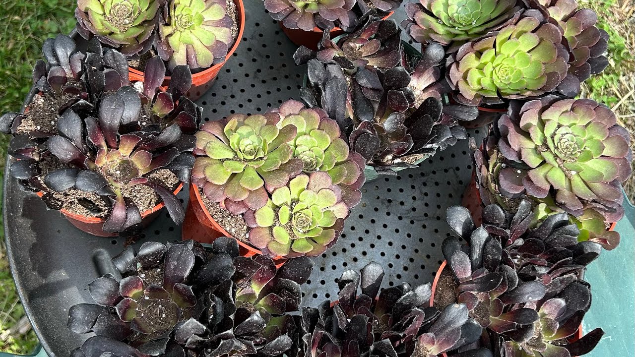 Aeonium succulent arrangement using metal planter.
