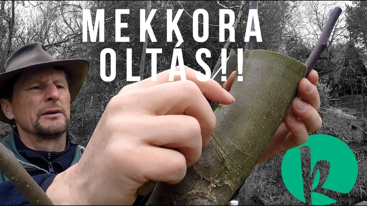 Hogyan kell gyümölcsfát oltani?