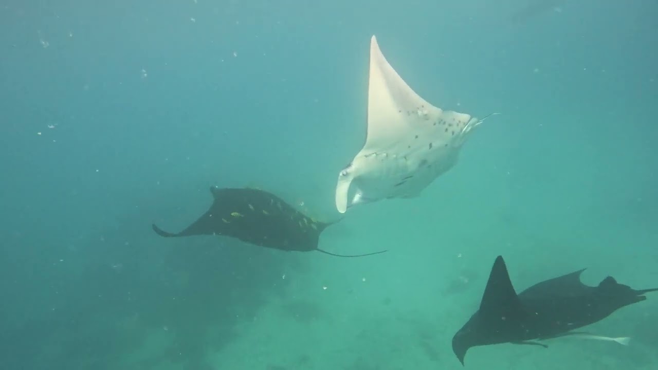 Manta Highlights August 2023