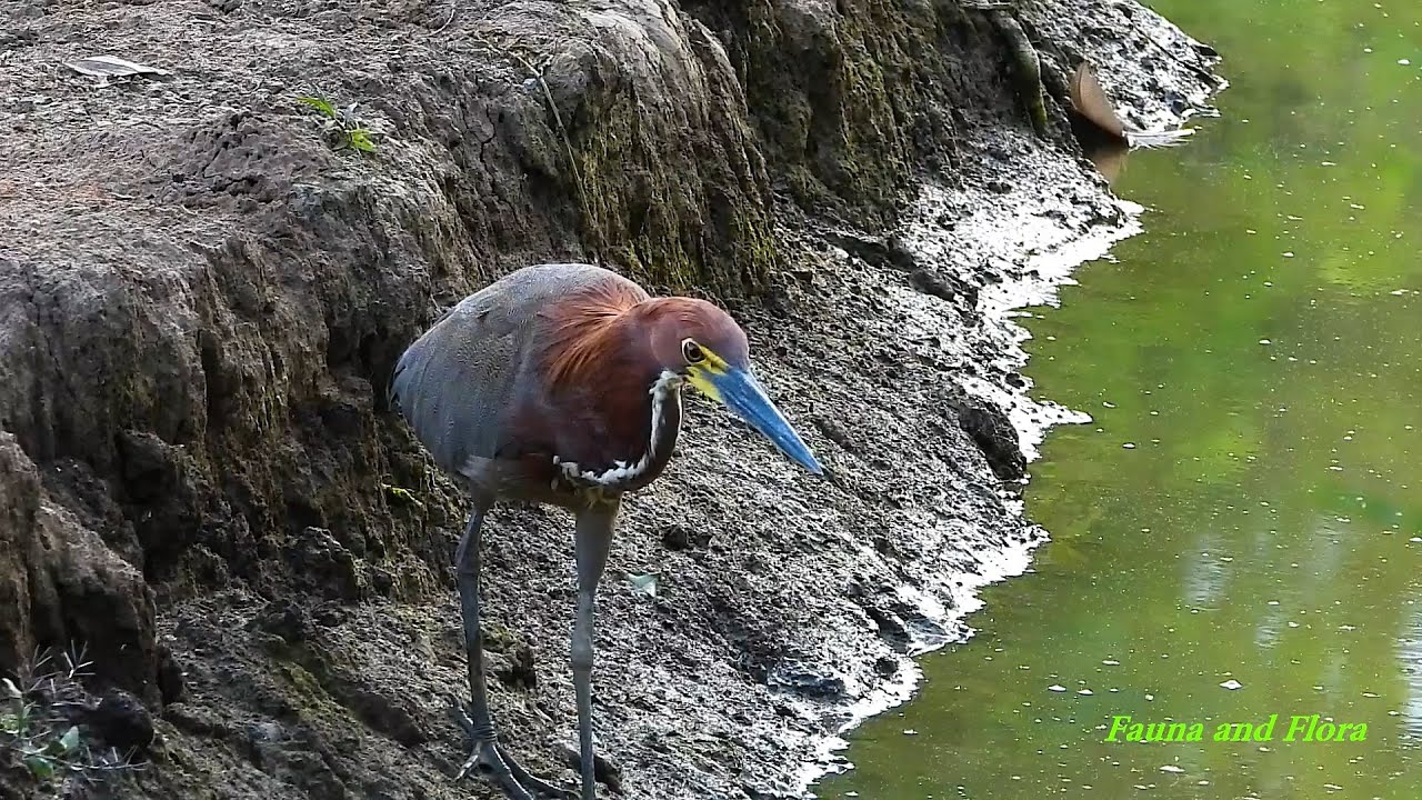 RUFESCENT TIGER-HERON (TIGRISOMA LINEATUM), SOC&Oacute;-BOI, BIRDS FROM FLOODED REGIONS.