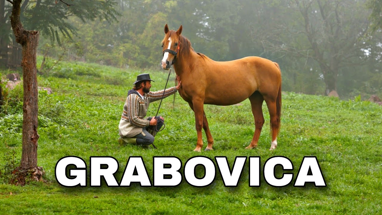 Oaza ep.7 - Grabovica 🐴🌿🍅