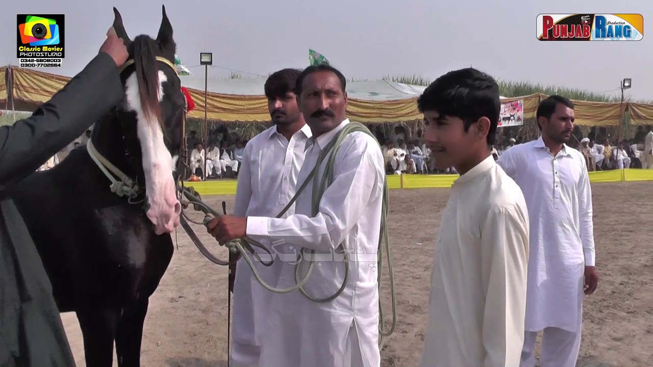 Kala Kanta lWhite l All Punjab Horse Dance l Ravi vs Chana vs Nelie l 27 Oct 2020 l