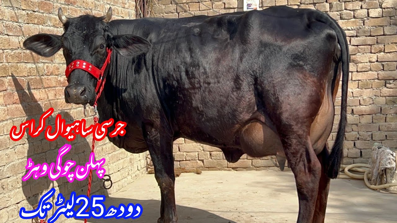 جرسی ساہیوال کراس دو پہلن گائے برائے فروخت 4 مارچ 2026 Hassan Raza official 