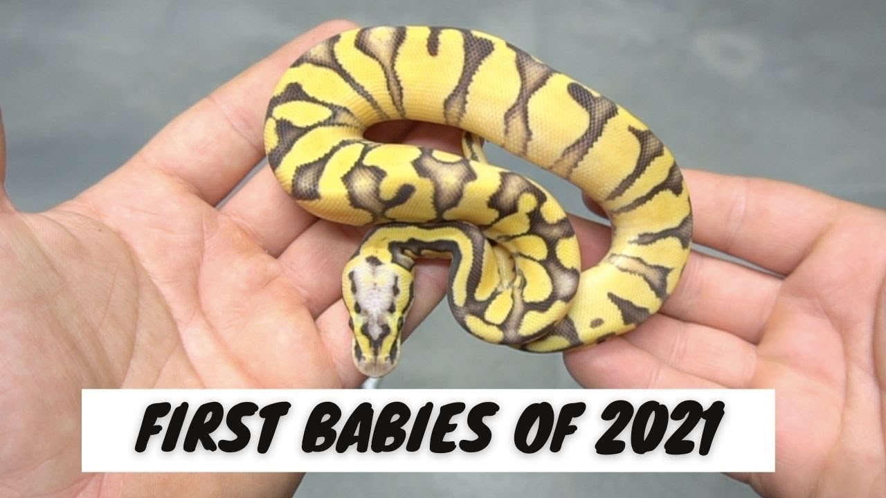 First Babies of the Year - RCR