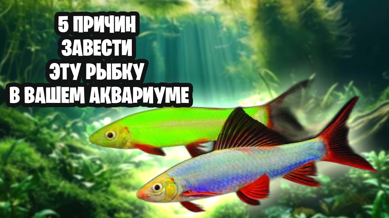 ЛАБЕО ГЛО — РЫБКА, КОТОРАЯ СВЕТИТСЯ!