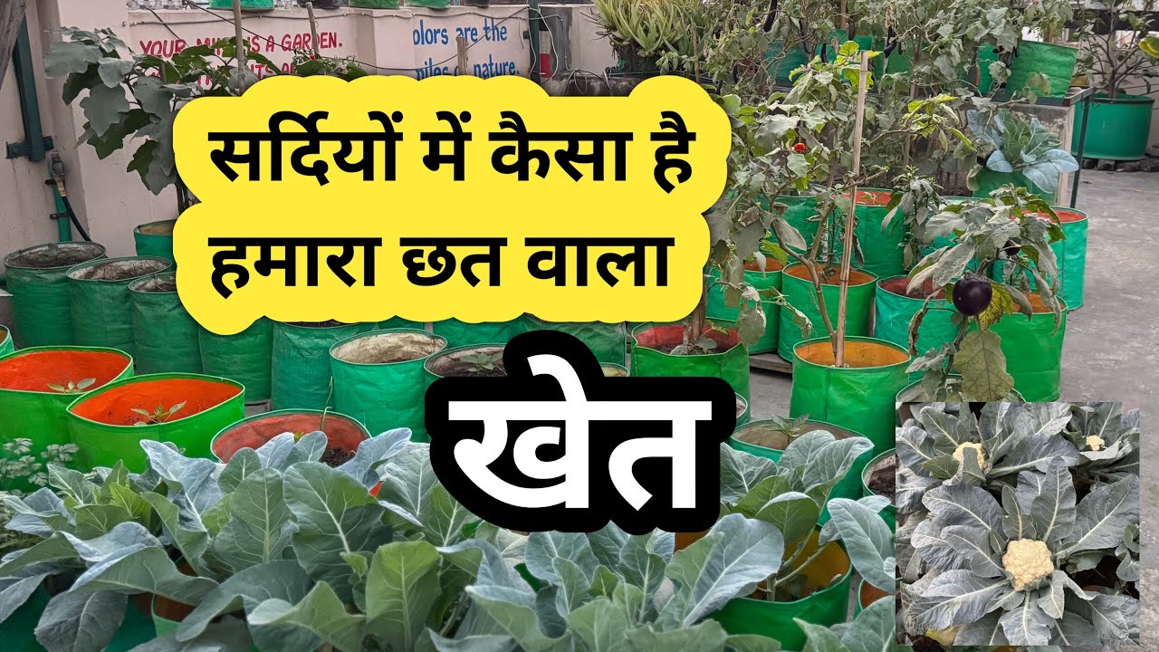 Sardio me Kaisa hai Hamara Chath wala khet || सरदीओं मैं कैसा है हमारा छत वाला खेत ||