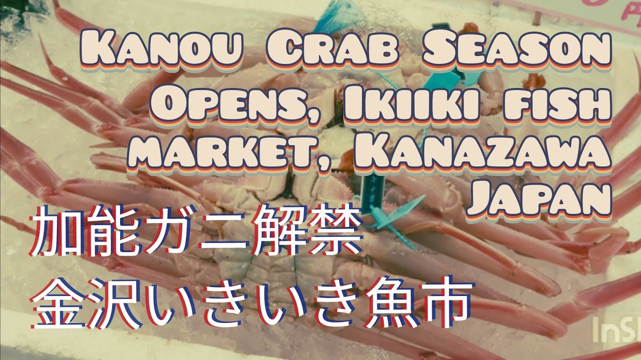加能ガニ解禁〜金沢いきいき魚市　Kanou Crab Season Opens, Ikiiki fish market, Kanazawa Japan