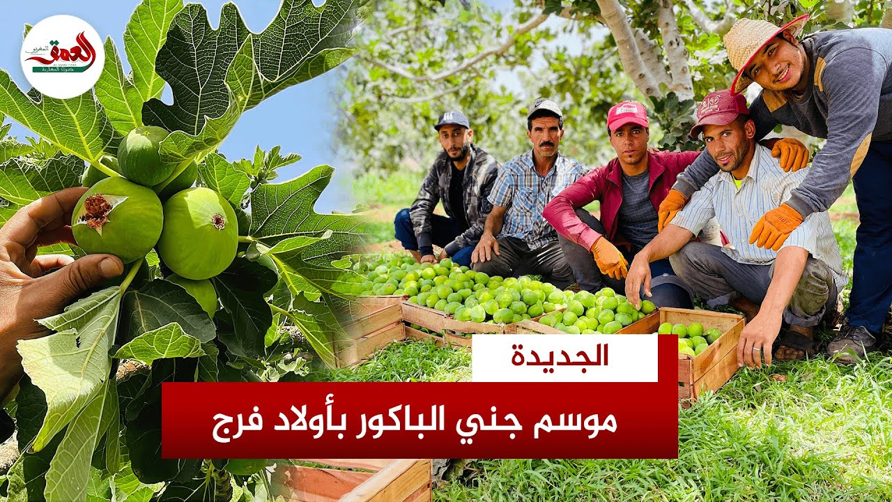 موسم جني الباكور ينعش اقتصاد أولاد فرج بدكالة وفلاحون: المحصول ضعيف هذه السنة مقارنة بالسنوات الأخرى