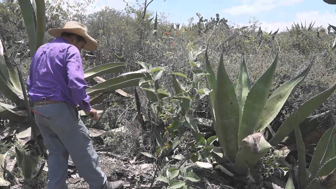 Tlachiqueando. Arranque y poda  del maguey. Parte 4
