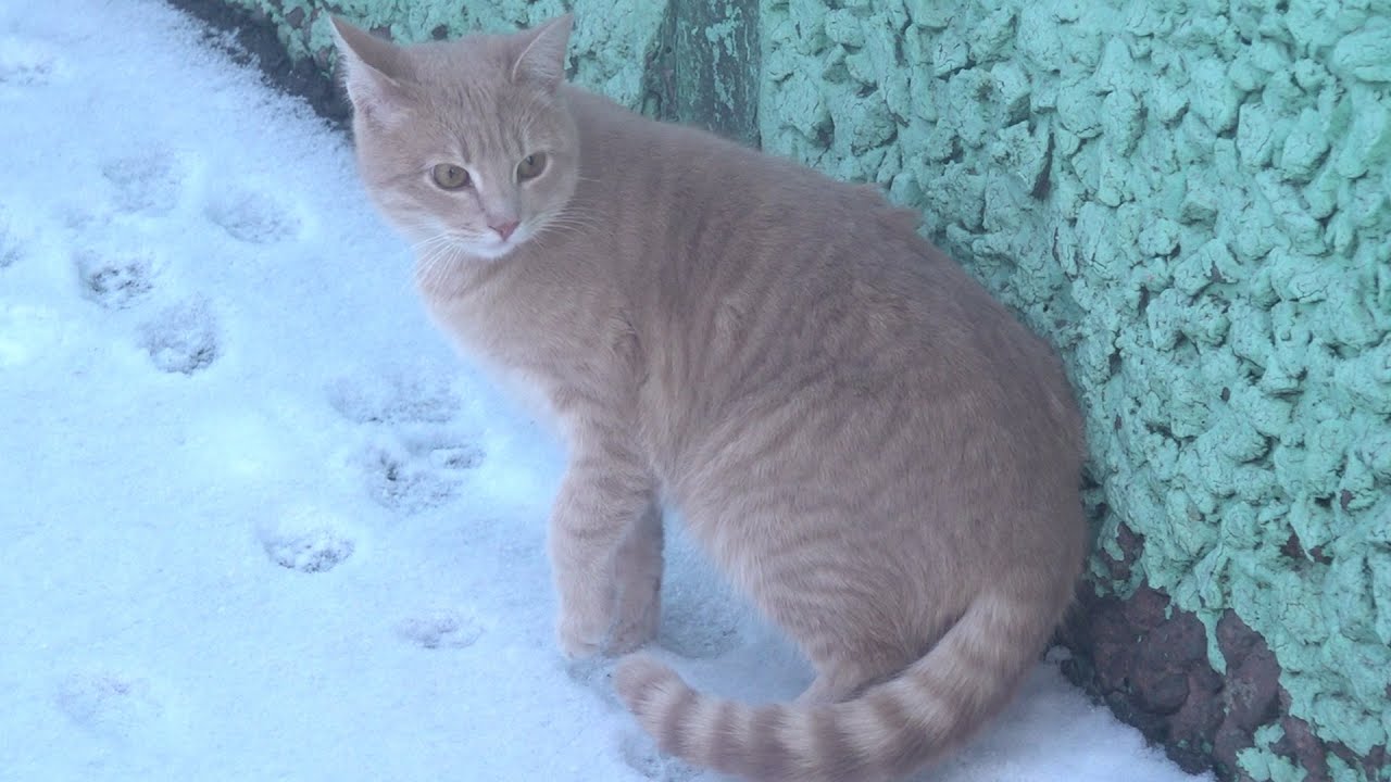 A gang of cute cats wait for food in the snow on a frosty day