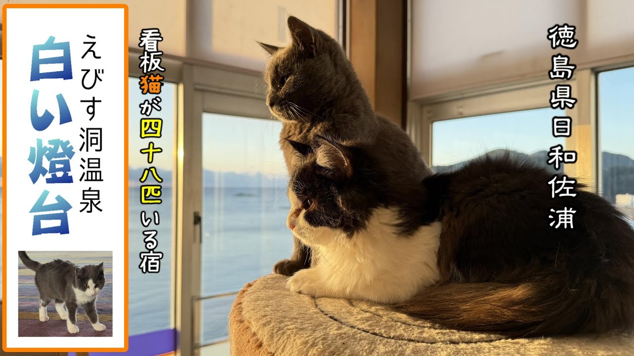 【看板猫たちがいるホテル】徳島で保護猫48匹が暮らす自由な温泉ホテルの猫が可愛すぎた Hotel with cats - Hiwasa, Tokushima Prefecture