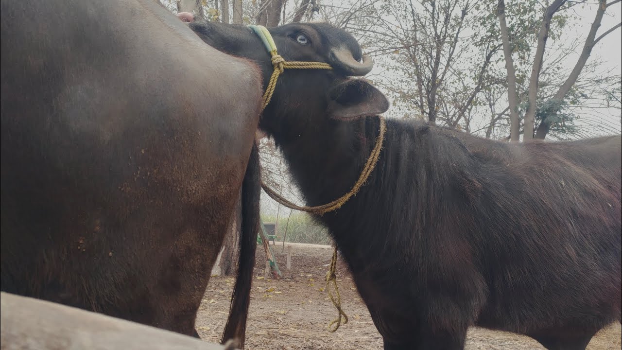 Buffalo Male And Female#buffalo #viralvedios 