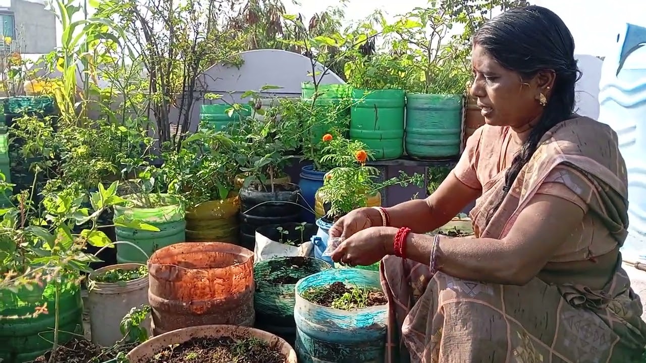 மாடி தோட்டத்தில் விதை நடுதல்🌻🥀🪴🌼
