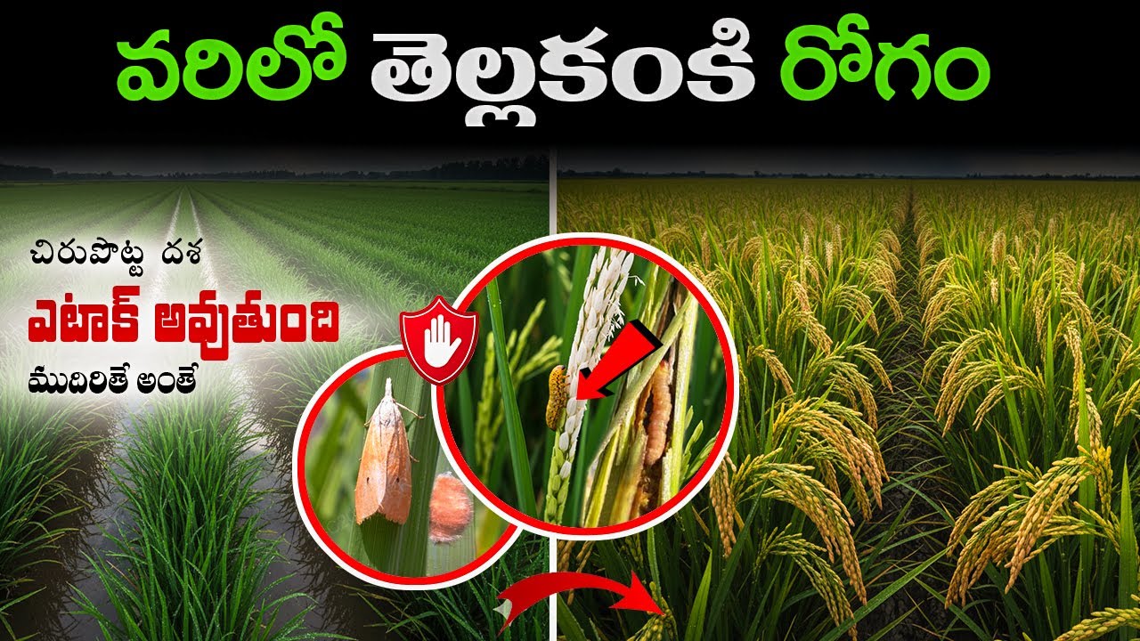 వరిలో తెల్ల కంకి (వరిలో కాండం తొలిచే పురుగు) నివారణ ఎలా? | Stem Borer (White Head) Control in Telugu